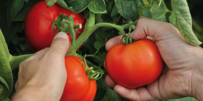 tomates