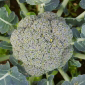  Brocoli