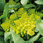  Chou romanesco